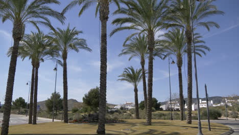 trees-blowing-in-the-wind-on-a-roundabout