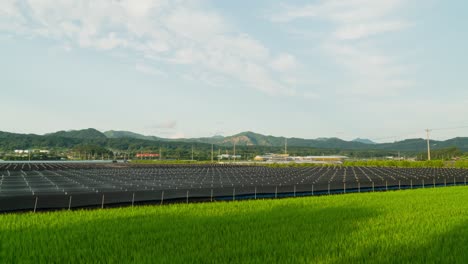 ginseng farm with young green rice fields in geumsan, chungcheong province, south korea