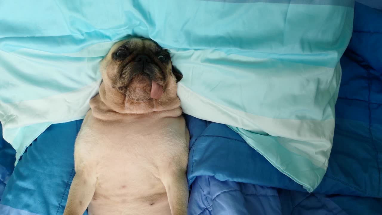 파그 개는 잠을 자고, 등 위에 베개를 고 침대에서 휴식을 취하고, 혀가 어나와 매우 재미있게 보입니다.