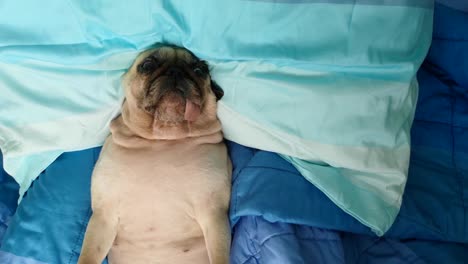perro pug teniendo una siesta un descansando en la cama en una almohada en la espalda, la lengua que sobresale mirando muy gracioso