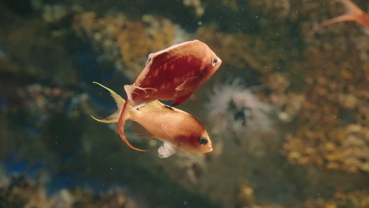 일본 센다이 우미노모리 수족관에서 수영하는 체리 안티아스 - 클로즈업