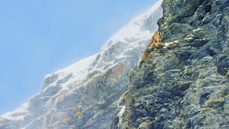 un íbex está comiendo hierba en el borde de un acantilado mientras la nieve vuela detrás de él