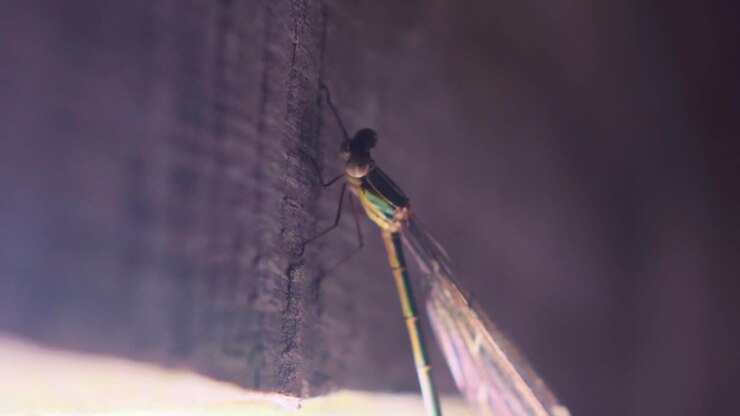 Damigella verde comune (Enallagma Cyathigerum) posata su un panno all'ombra, che guarda la telecamera.