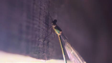 common green damselfly enallagma cyathigerum sitting on cloth in a shadow looking at camera