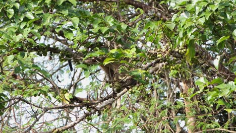 Small-toothed-Palm-Civet-Arctogalidia-trivirgata-seen-deep-into-the-foliage-searching-for-the-right-ripened-fruit-to-eat-as-it-goes-down-to-pull-one-to-chew,-Khao-Yai-National-Park,-Thailand