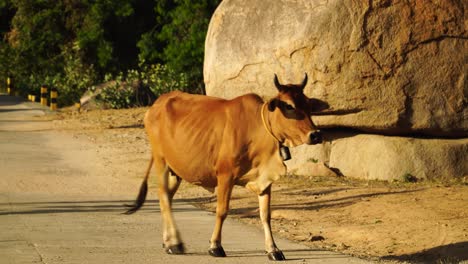 brown cow walks across street in vietnam