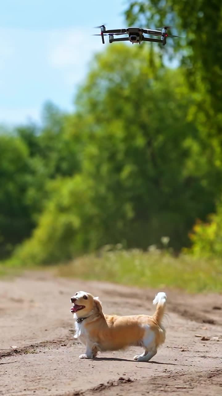 Cani che giocano insieme all'aperto. Cani felici che saltano, cercando di prendere un drone in volo.