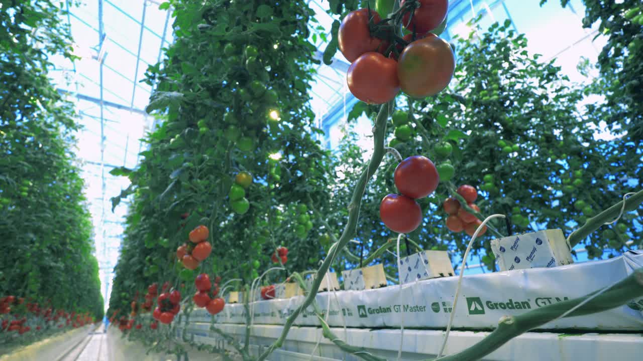 온실에서 나가지에 익은 토마토, 채소 수확 개념.