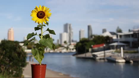 sunflower blooming by a riverside cityscape