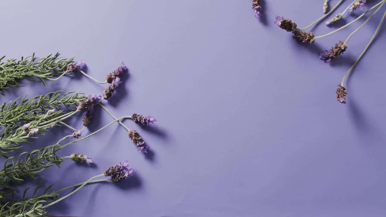 video de flores y hojas de lavanda con espacio de copia sobre fondo púrpura