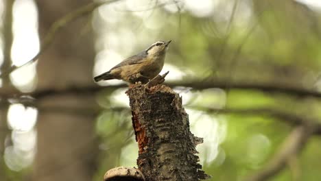 Close-up-of-Red-breasted-Nuthatch-perched-on-tree-stump-and-takeoff,-Canadian-Woodland