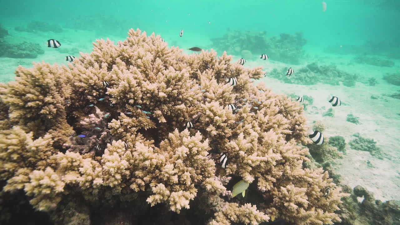 Angel fish swim around coral reef in Cook Island ocean