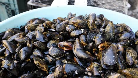 primer plano de mejillones en un entorno de mercado