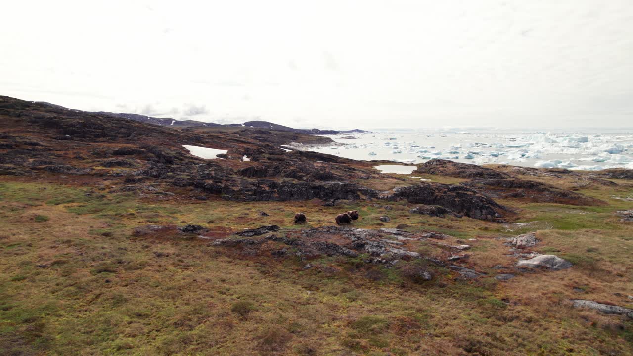 Dolly drone shot of musk oxen in Greenland’s wild tundra near icy Disko Bay, showcasing raw Arctic wildlife behavior against a dramatic seascape