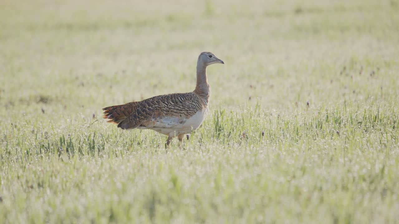 Un'otarda maggiore femmina, che si muove attraverso il prato durante la stagione riproduttiva primaverile, a La Mancha, Spagna.