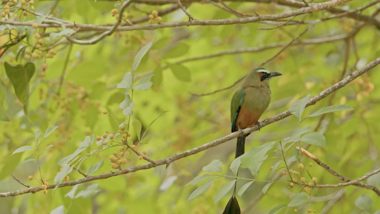pájaro motmot vibrante posado en una rama rodeado de follaje verde