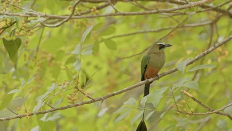 Vibrante-Pájaro-Momoto-Posado-En-Una-Rama-Rodeada-De-Follaje-Verde