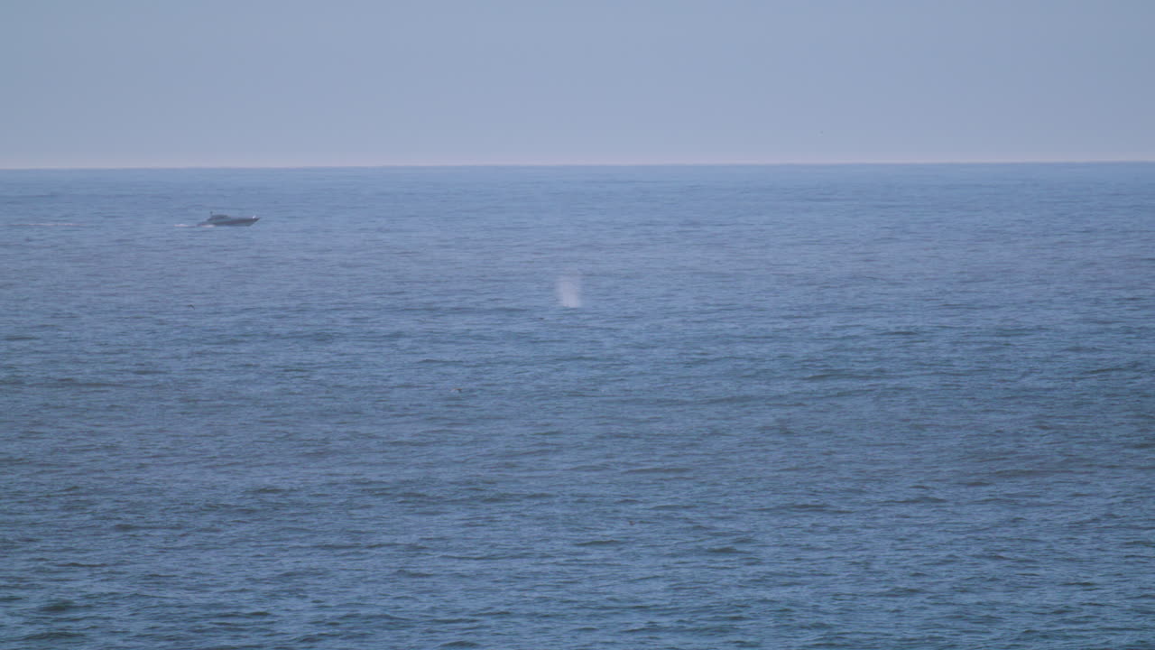 그레이 고래와 함께 여행하는 보트 그 근처에 폭넓은