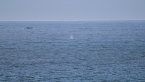 barco viajando con un golpe de ballena gris cerca de él tiro amplio