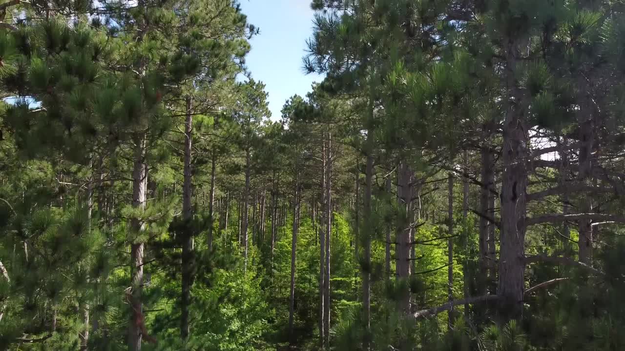 Il drone si alza attraverso i rami di una foresta di pini