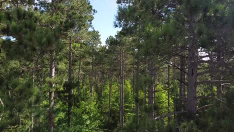 drone rises through the branches of a pine tree forest.