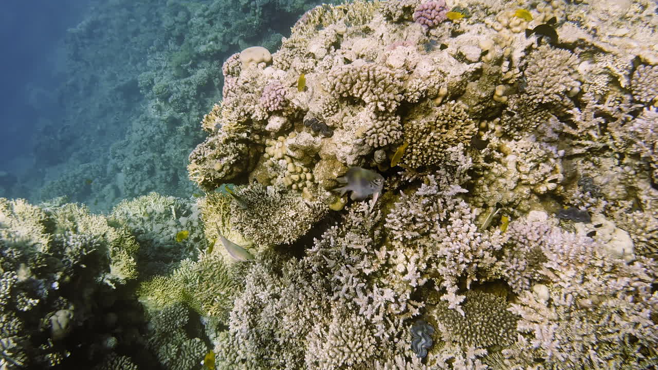 Ripresa subacquea di pesci colorati su una barriera corallina durante lo snorkeling in una vacanza estiva.