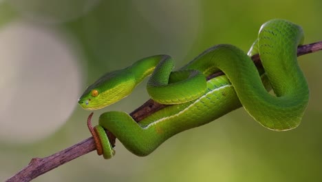 la víbora de labios blancos es una víbora venenosa endémica del sudeste asiático y a menudo se encuentra durante la noche esperando en una rama o rama de un árbol cerca de un cuerpo de agua con muchos alimentos
