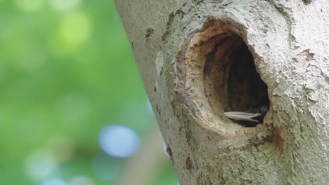 closeup view of sleepy woodpecker chick inside nest tree, static, day