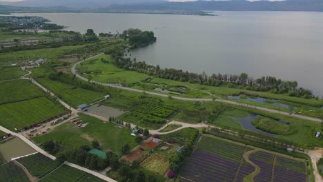 Stunning-drone-footage-of-a-flower-farm-right-next-to-the-magnificent-Er-Hai-in-Dali,-Yunnan-Province,-China