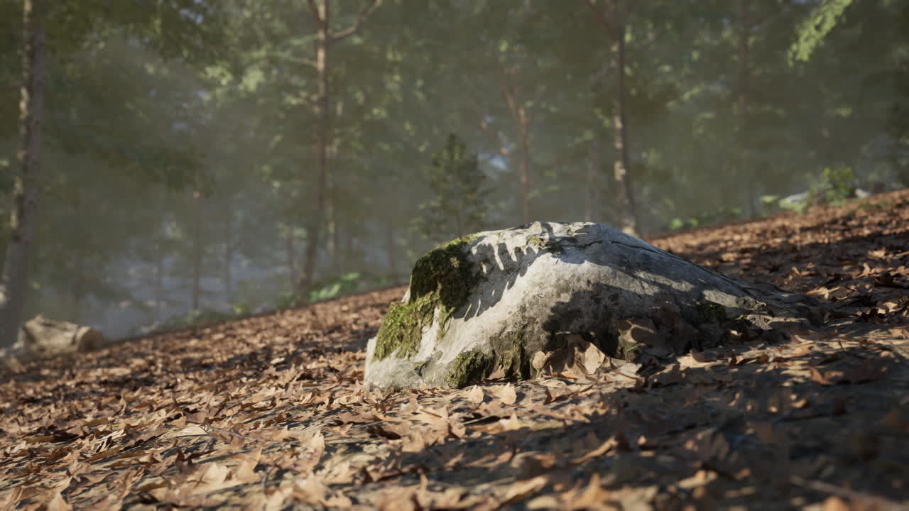 una roca cubierta de musgo rodeada de hojas en un entorno forestal tranquilo