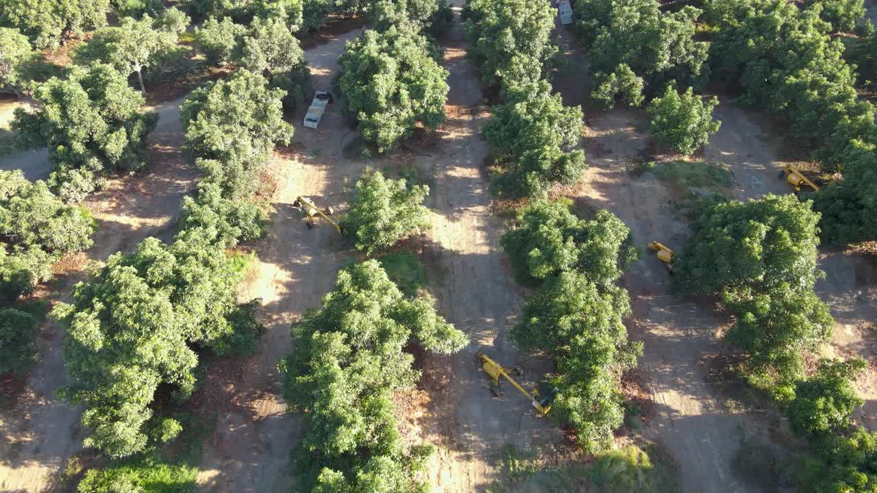 plataforma rodante aérea de tractores cosechadores entre plantaciones de aguacate waru waru en un campo agrícola en un día soleado