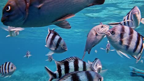 Hermosa-Escena-Submarina-Azul-Con-Alimentación-Mixta-De-Peces-Y-Nadando-Afanosamente-Alrededor