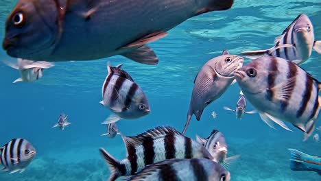 hermosa escena submarina azul con alimentación mixta de peces y nadando afanosamente alrededor