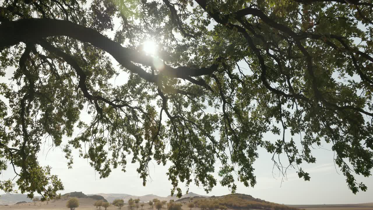 Sunlight Shining Through Green Tree Branch - Low Angle Shot