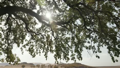 Sunlight-Shining-Through-Green-Tree-Branch---Low-Angle-Shot