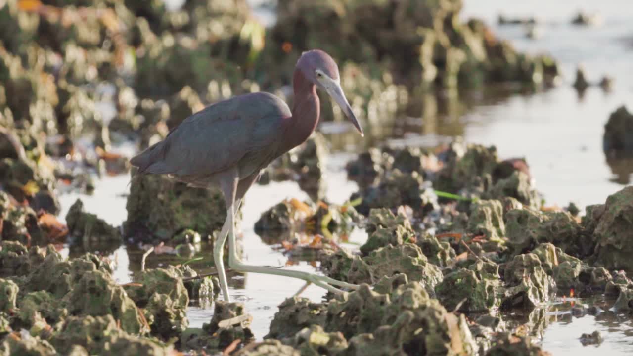 pequeña garza azul buscando comida durante la marea baja en el arrecife fosilizado en cámara lenta
