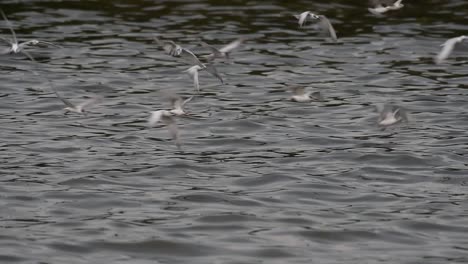 Terns-and-Gulls-Skimming-for-Food-are-migratory-seabirds-to-Thailand,-flying-around-in-circles,-taking-turns-to-skim-for-food-floating-on-the-sea-at-Bangpu-Recreational-Center-wharf