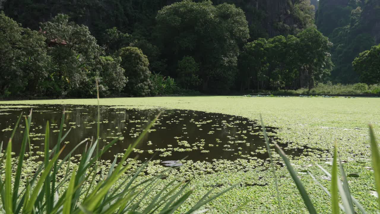Tranquil natural pond water covered with aquatic vegetation duckweed lush green tree foliage