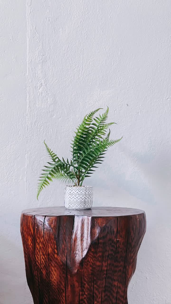 helecho en maceta en un tronco de madera