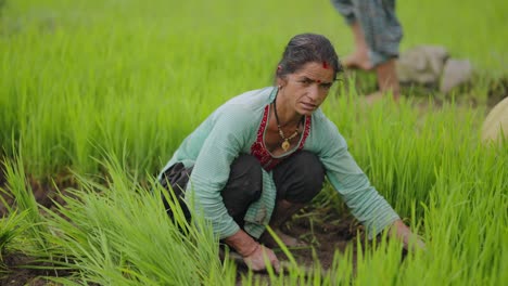 Group of Indian village women working in lush green paddy fields with hand tools, monsoon farming in Uttarakhand, 4k video