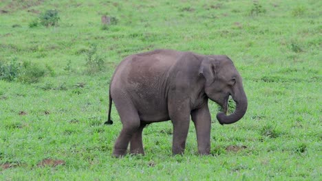 Die-Asiatischen-Elefanten-Sind-Vom-Aussterben-Bedroht-Und-Sie-Sind-Auch-In-Thailand-Beheimatet