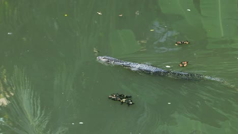 el lagarto monitor se desliza por el agua entre las tortugas.