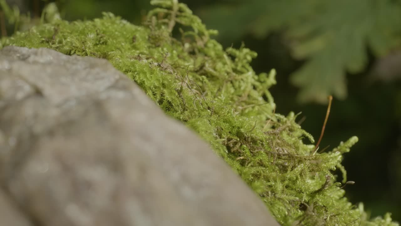 roca cubierta de musgo