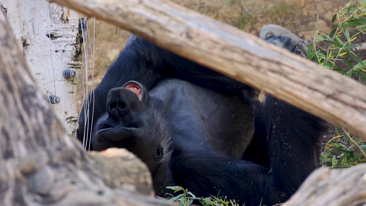 Primo piano con teleobiettivo di un grande gorilla sdraiato che si rilassa sull'erba di giorno in uno zoo.