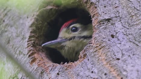 great spotted woodpecker, dendrocopos major chick look out from nest hollow -close-up