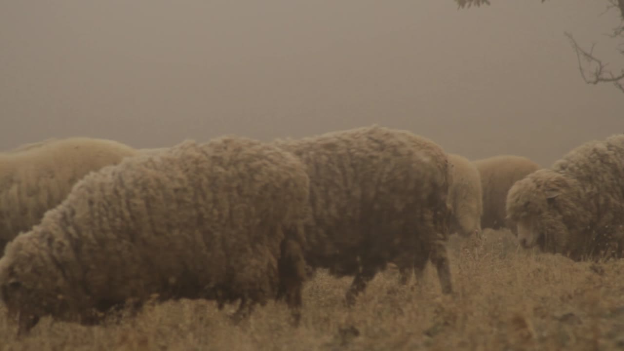 rebaño de ovejas en un campo de niebla