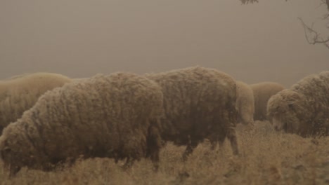 sheep flock in a misty field