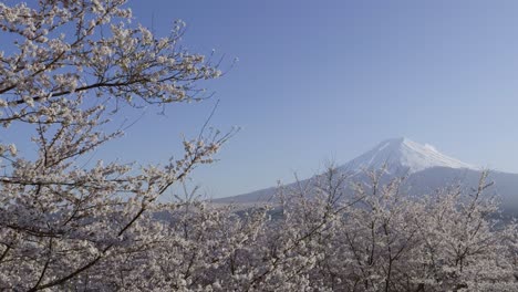 full blooming sakura cherry blossoms with mt. fuji in distance