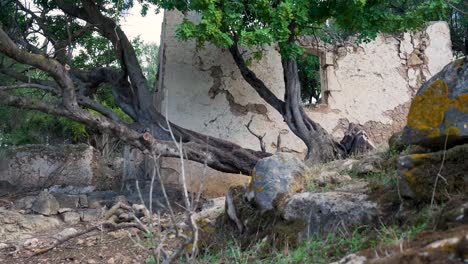 ruined house in nature