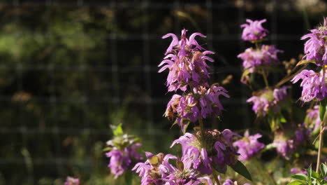 Flores-Silvestres-De-Menta-De-Caballo-Púrpura-Con-Una-Abeja-De-Miel-Volando-Alrededor-De-Ellas-En-Cámara-Lenta